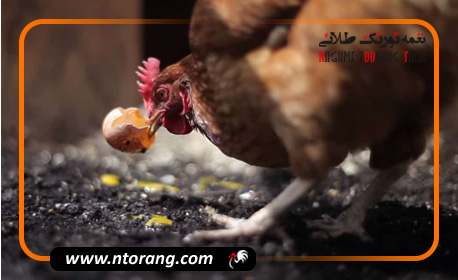 دلایل خوردن تخم ها در پرندگان زینتی